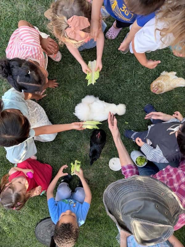 Children offering leafy greens to small animals during a supervised outdoor activity